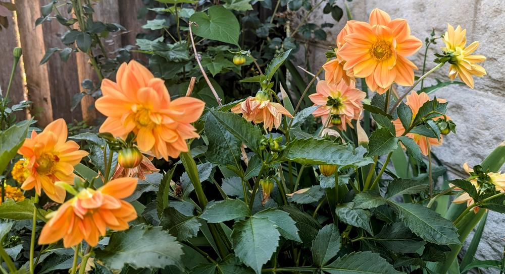 DAHLIA　ヨーヨー　リクリエーション　アノマリー　オレンジ DAHLIA ヨーヨー リクリエーション アノマリー オレンジ DAHLIA