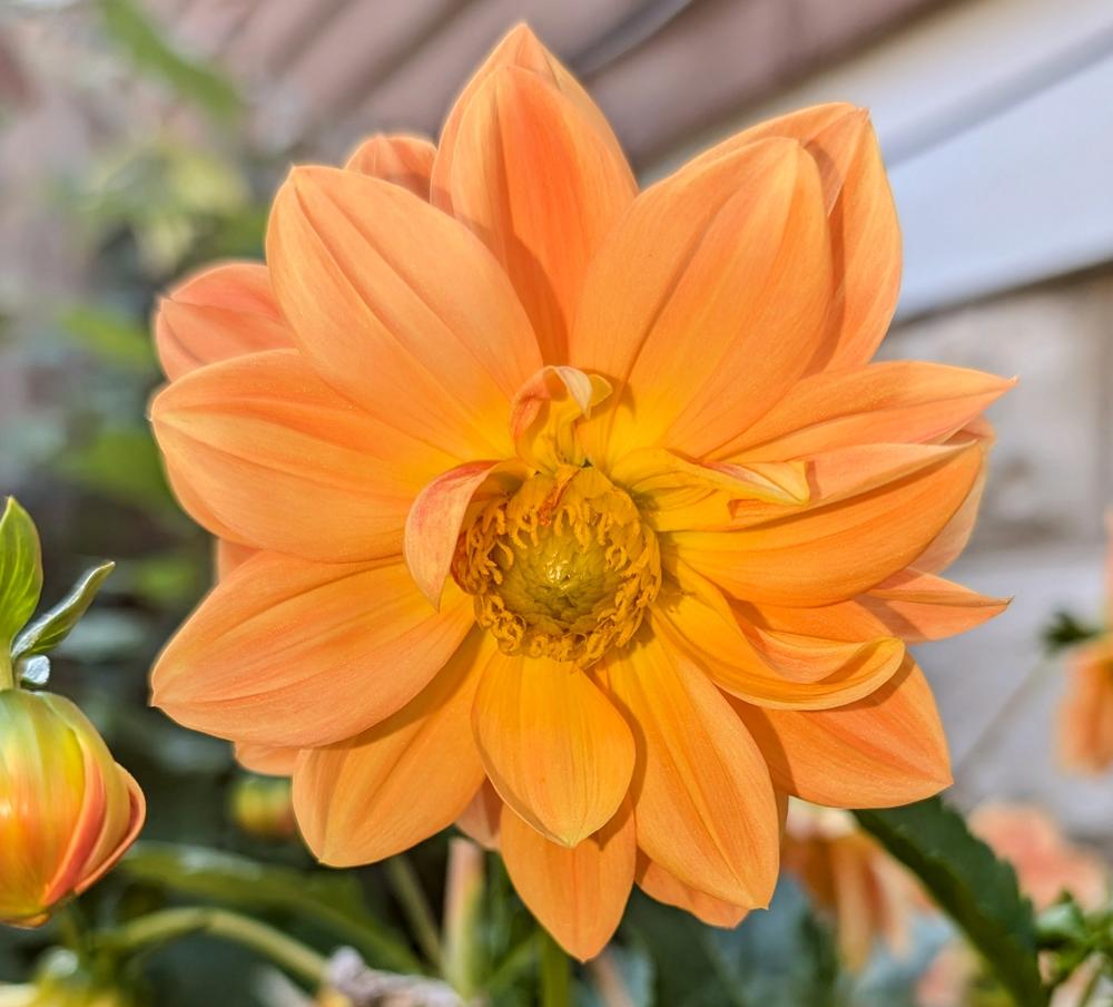 DAHLIA　ヨーヨー　リクリエーション　アノマリー　オレンジ ヨーヨー :: アノマリー - ヨーヨーリクリエーションストア