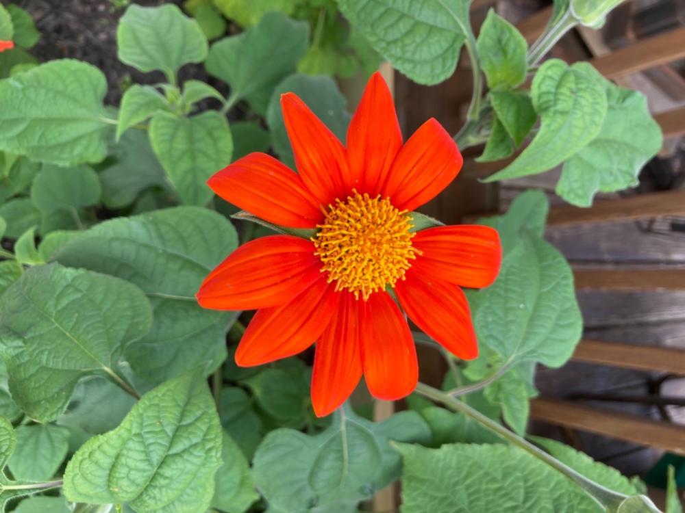 Yellow Torch Tithonia