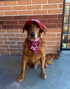 Little Earth Productions Texas A & M University Pet Bandana Review