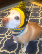 Little Earth Productions Pittsburgh Steelers Team Pet Knit Hat Review