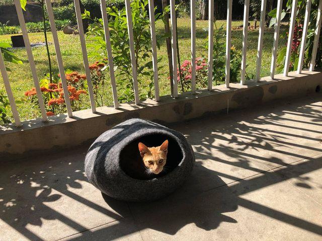 Felt Cat House free from chemicals - Customer Photo From Alexis