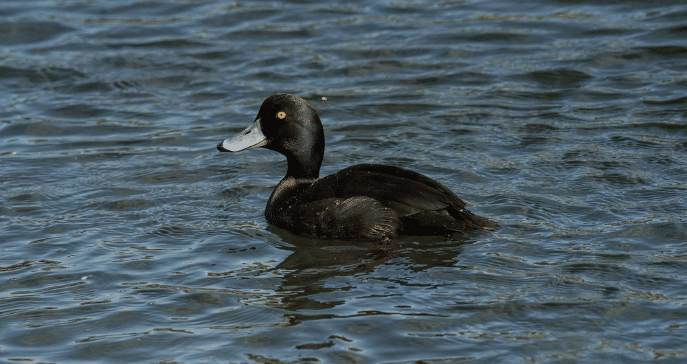 Tamron 150-500mm F/5.6-6.7 Di III VC VXD for Sony E - Customer Photo From Paul Moss