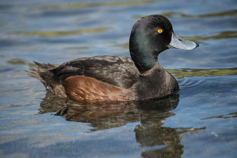 Tamron 150-500mm F/5.6-6.7 Di III VC VXD for Sony E - Customer Photo From Paul Moss