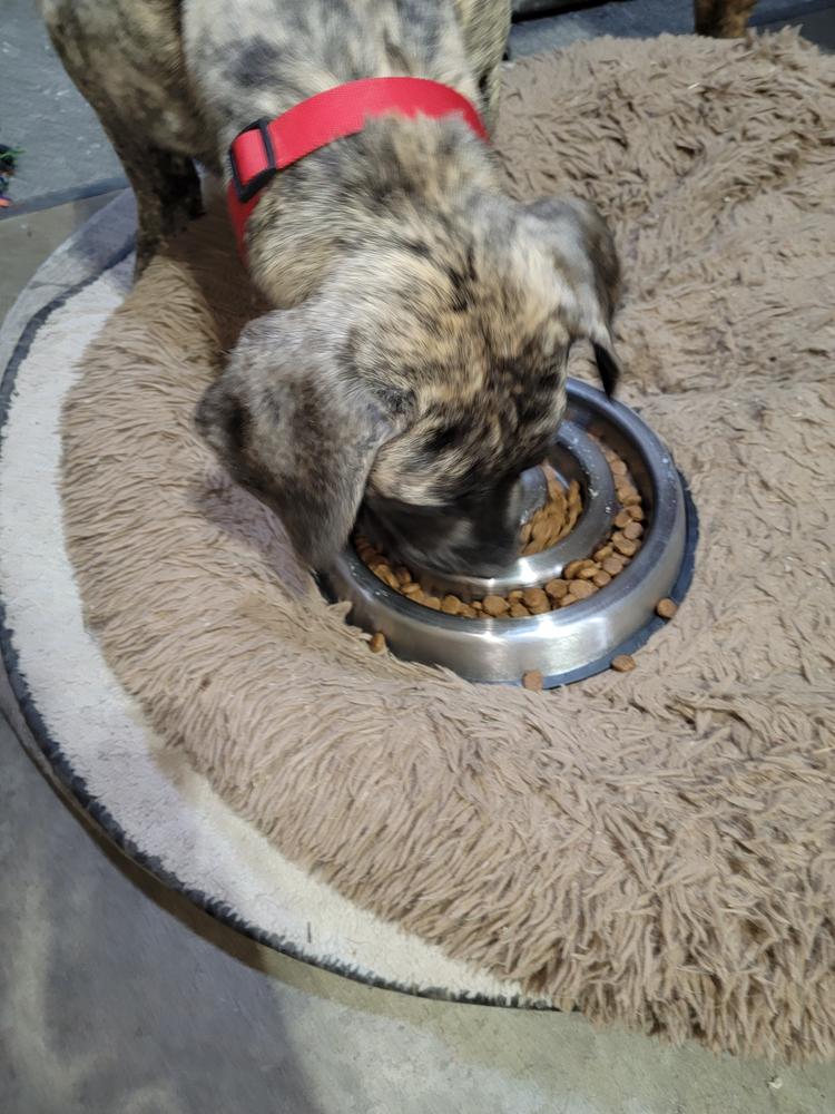 9 lives urinary tract cat food 9Lives PLUS Urinary Tract Health Dry Cat Food main image 1