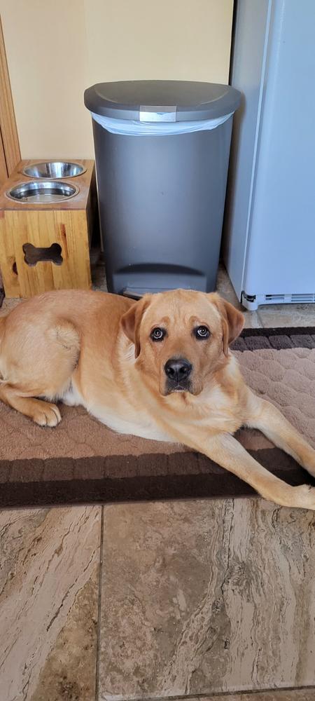 Convertible Service Dog Leash Hands-Free J&J Dog Supplies