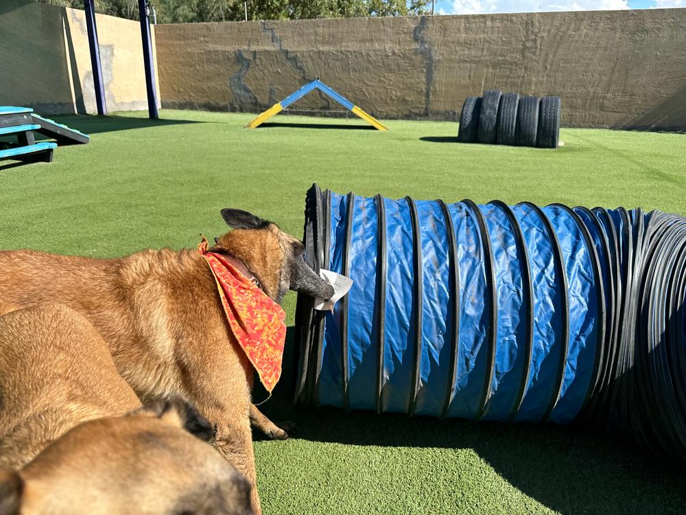 Agility Tunnel newest Storage Cart (LOCAL PICKUP ONLY)