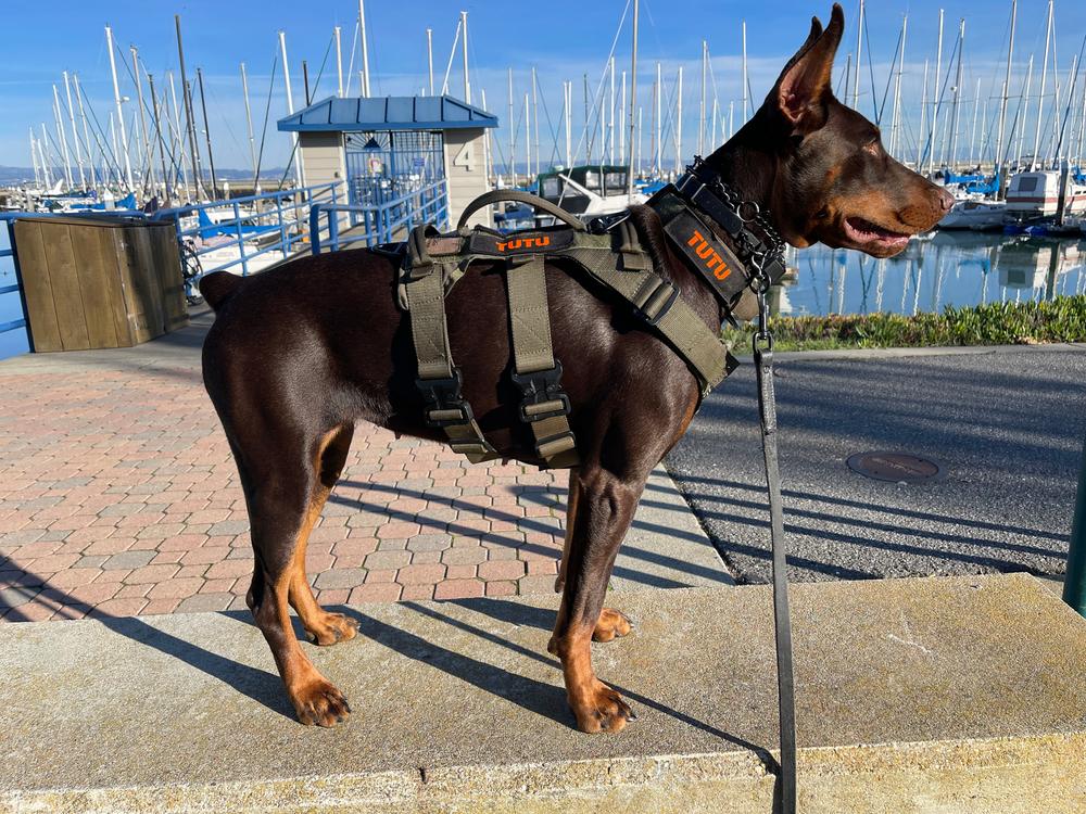 PROFESSIONAL WORKING HARNESS with COBRA BUCKLE - Top Notch K9 Equipment