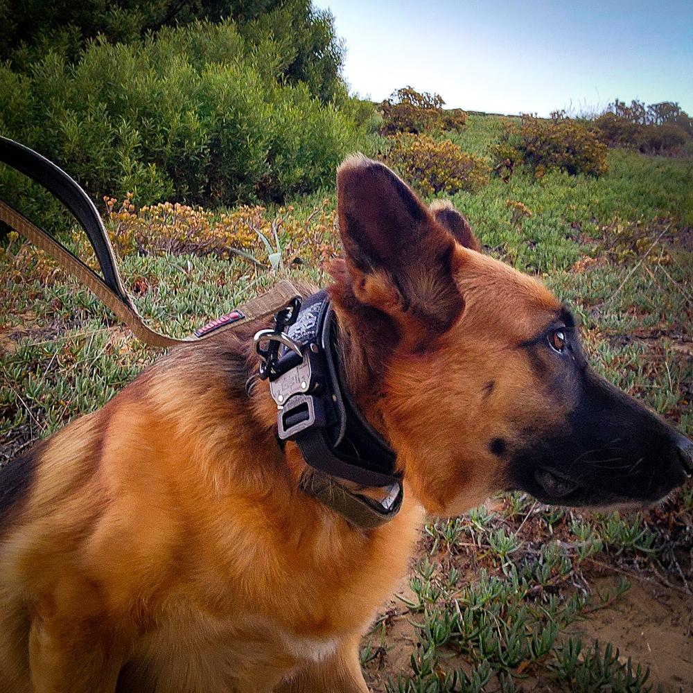 E-Flex Collar  Working Dog Electronic Collar - Ray Allen Manufacturing