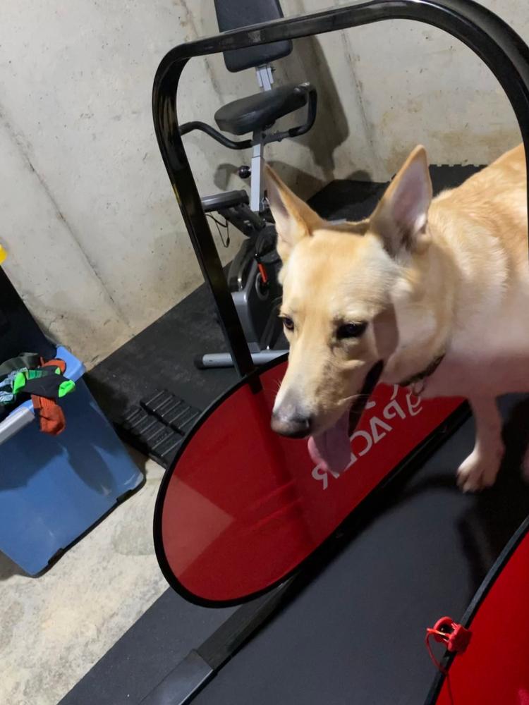 dogPACER Dog Treadmill Folds Portable Small Med Large Dogs 1-179 lbs NEW