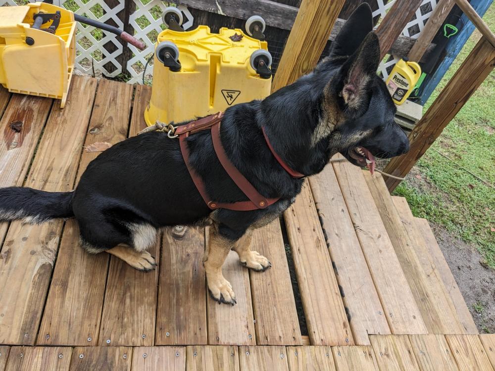 Mil spec dog harness best sale