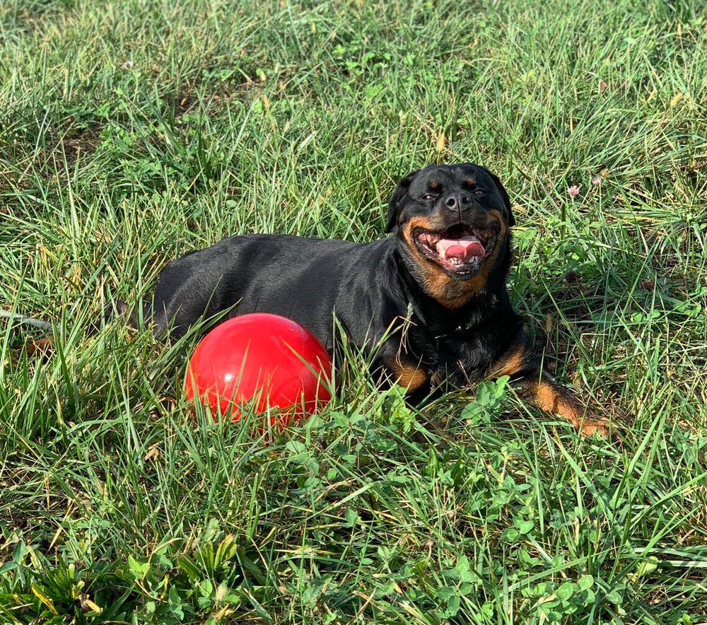 heavy duty dog ball