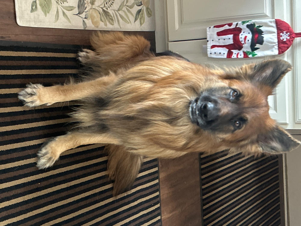 Herm Sprenger 4mm Fur Saver Long Link Stainless Steel Choke Chain