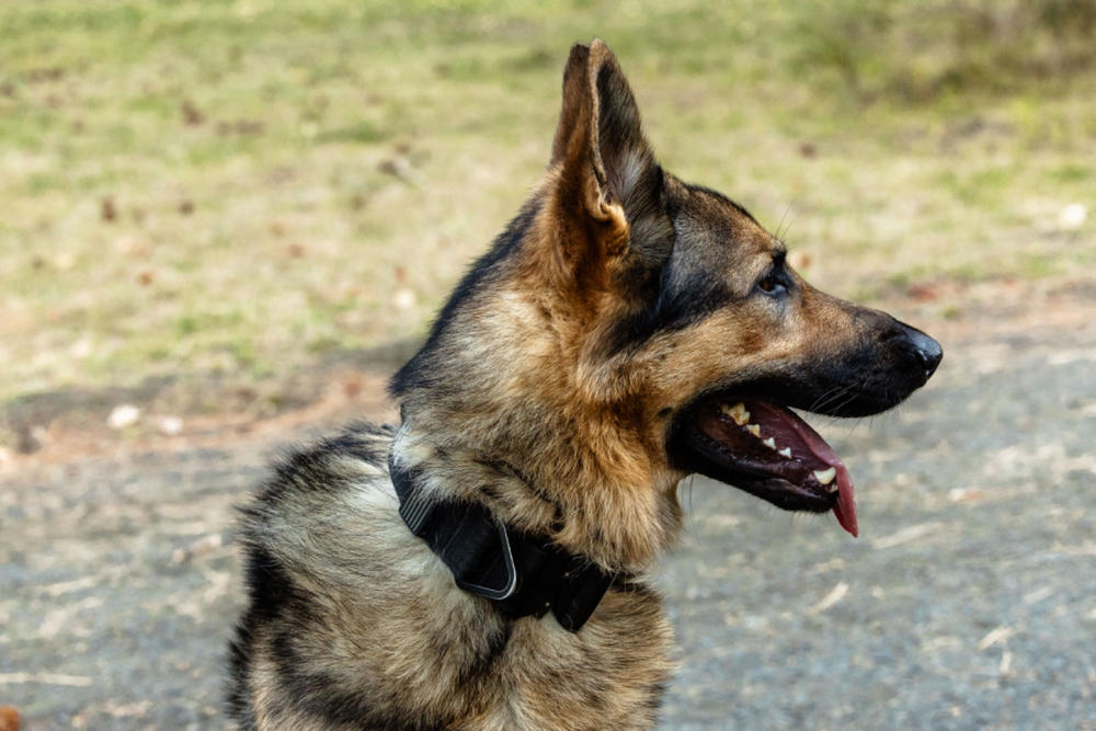 german shepherd best dog prong collar