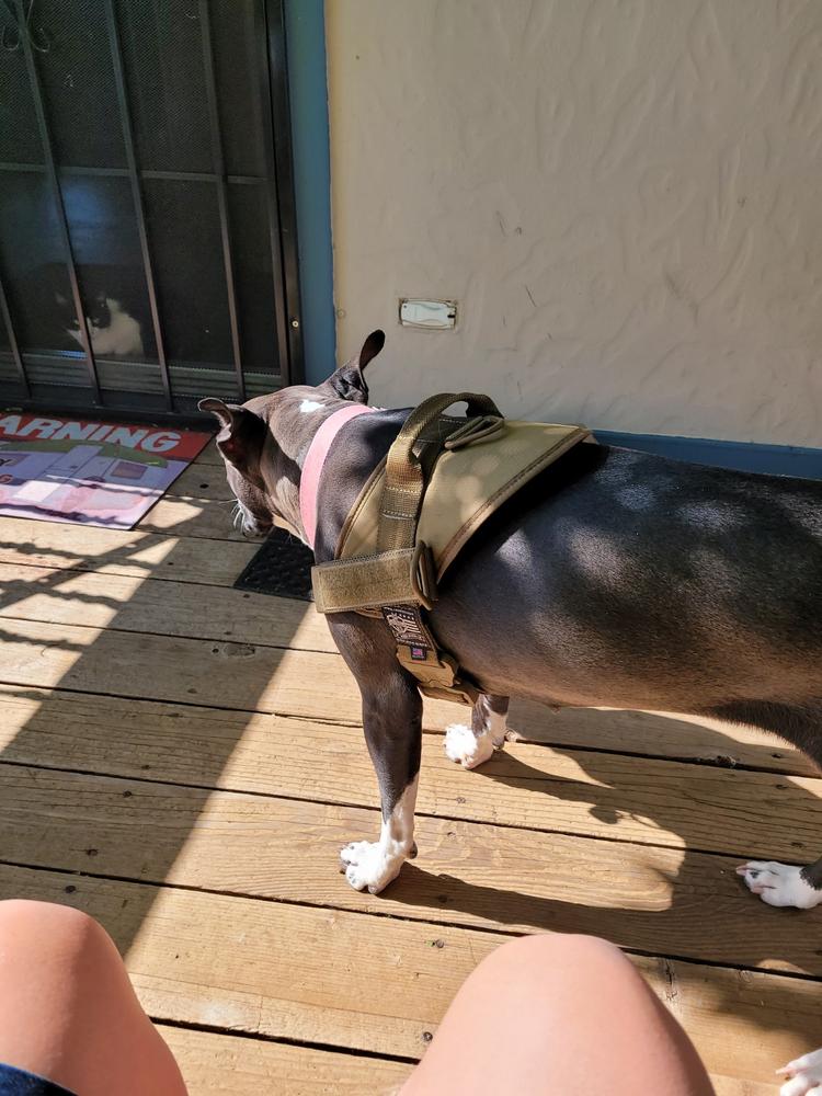 Nylon Strap Dog Harness Velcro Patches Pet Guide Assistance Service vest  Pitbull