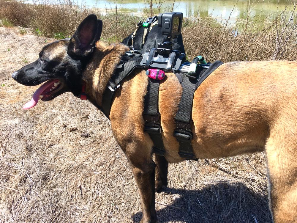 Best gopro dog harness best sale