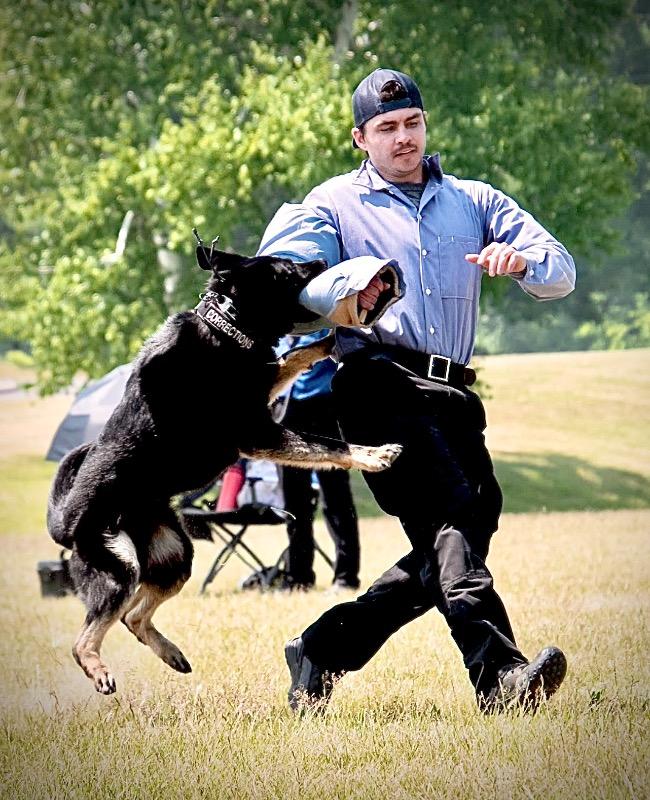 Police dog clearance training collar