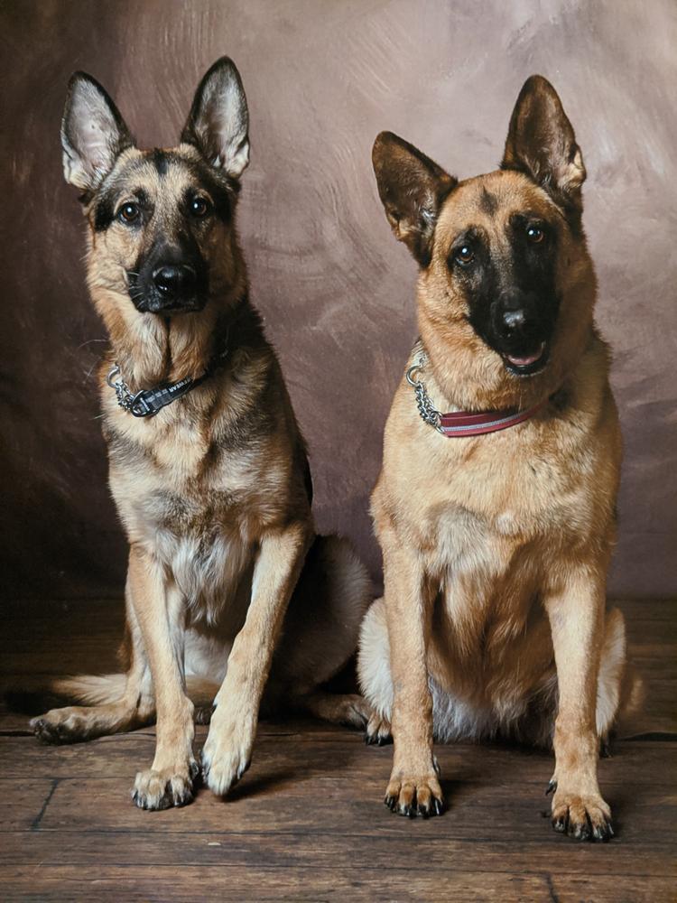 ruffwear chain reaction collar