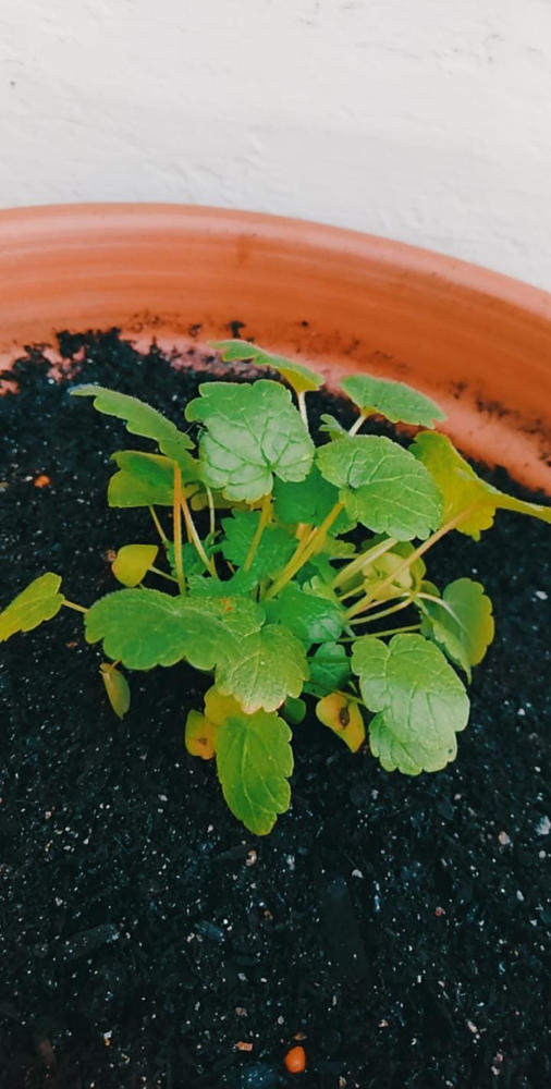 Motherwort - Customer Photo From Madi Dorrough