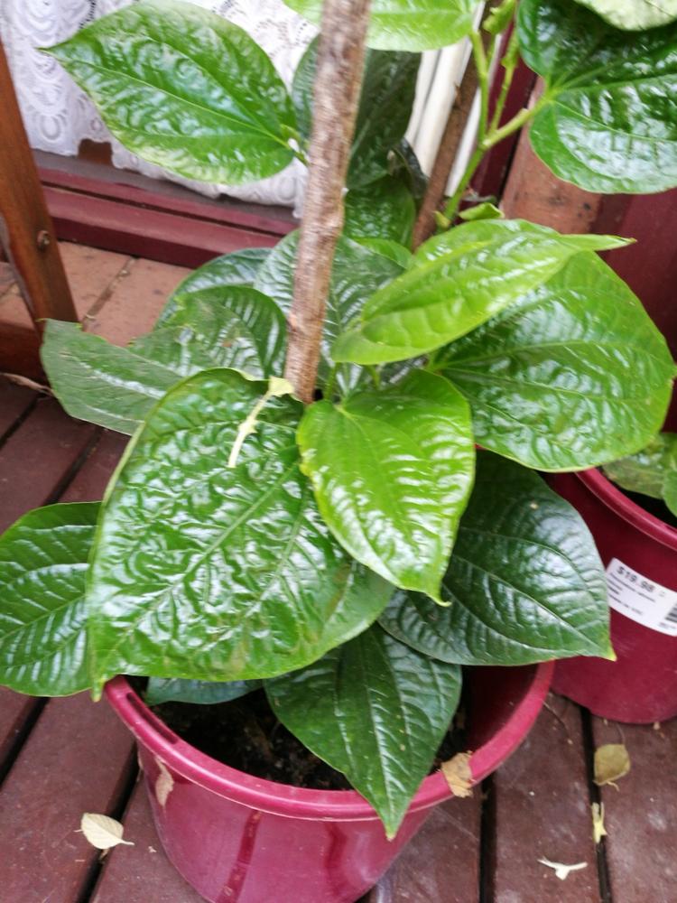 Vegetable Pepper / Betel Leaf - Customer Photo From Asmita T.