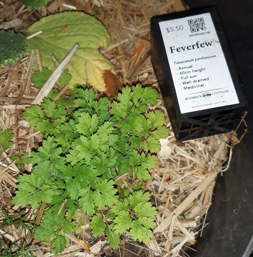 Feverfew - Customer Photo From Maria V.