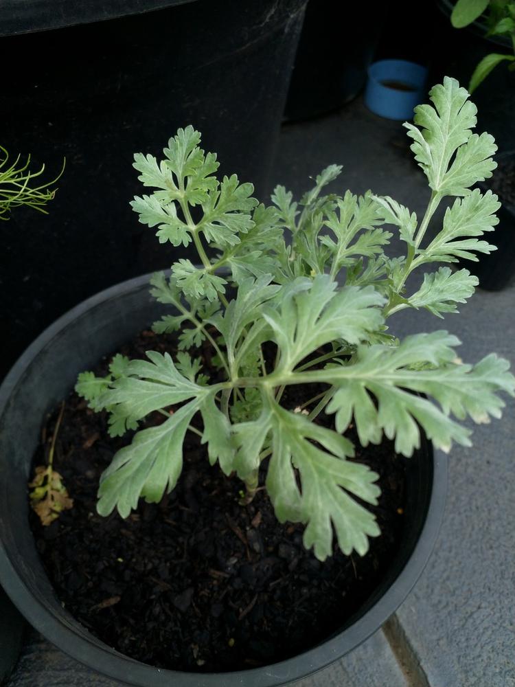 Wormwood - Customer Photo From Anonymous