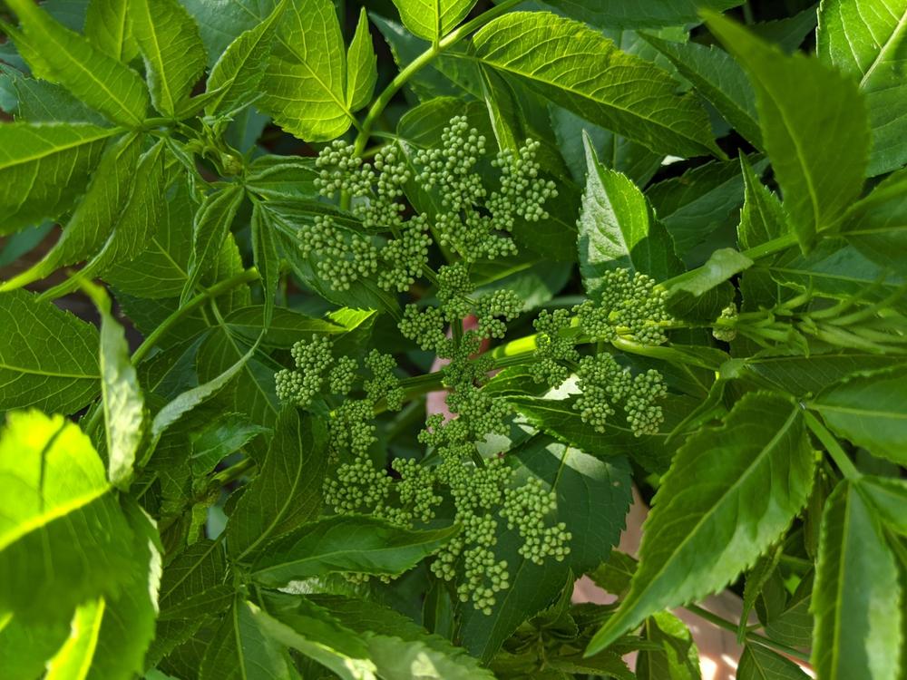 Elderflower Plant Sambucus canadensis Shop Mudbrick Herb Cottage