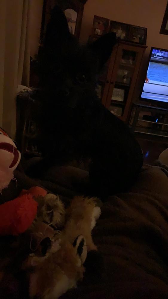 Spicy Elk Sausage - Customer Photo From Larry Adams