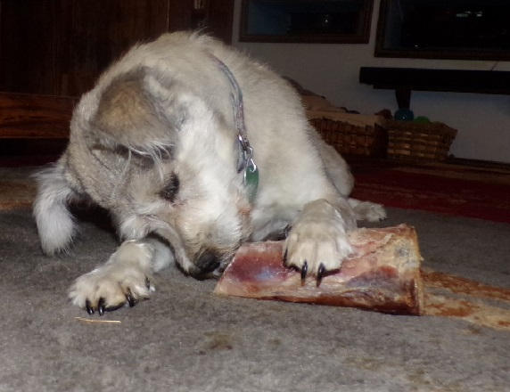 Smoked Bison Dog Bone - Customer Photo From Dennis Allan