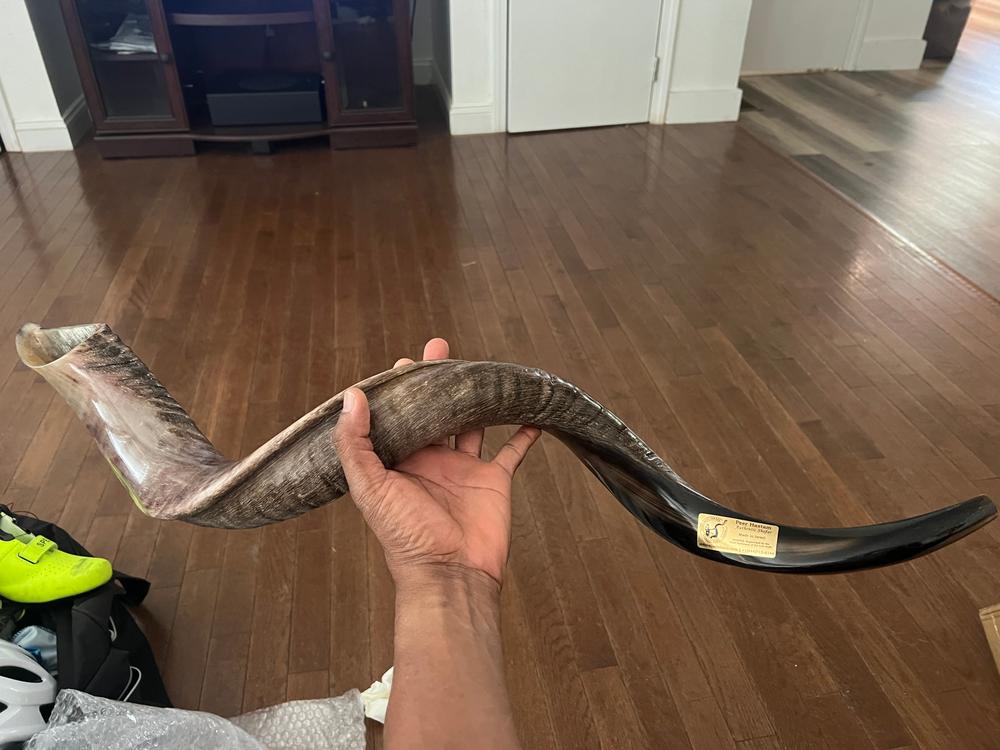 Yemenite Kudu Horn Shofar XXL 40-44 Inches - Kosher, Half Polished, Handmade - Free Shipping USA
