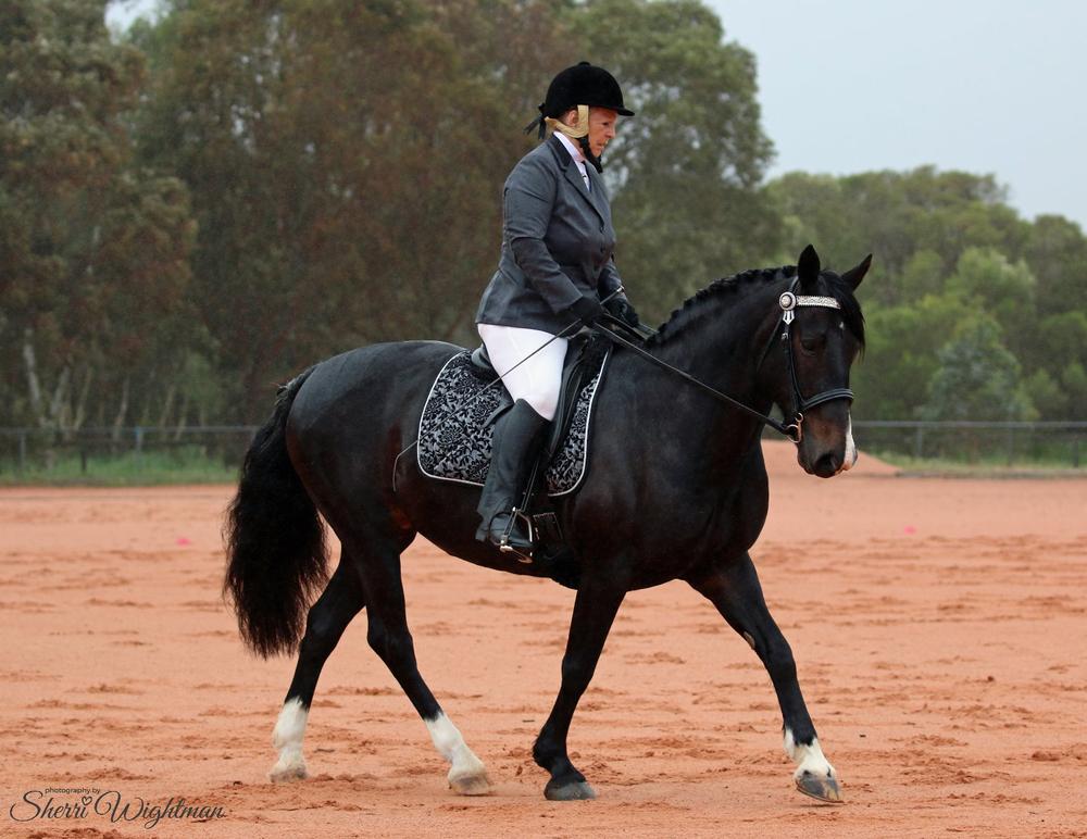 Black Horse - Customer Photo From Janet Verran