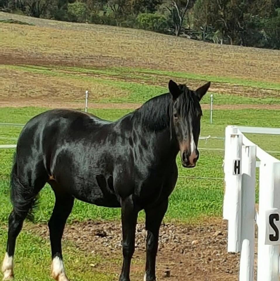 Black Horse - Customer Photo From Janet Verran