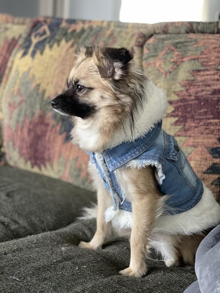 Justin Denim Dog Jacket Silver Paw