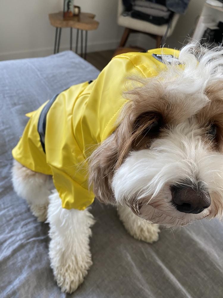 Aden Dog Raincoat Yellow Silver Paw