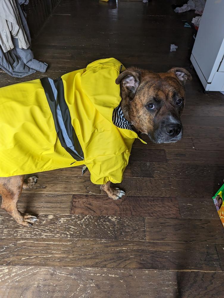 Yellow Dog triple Raincoat with Inner