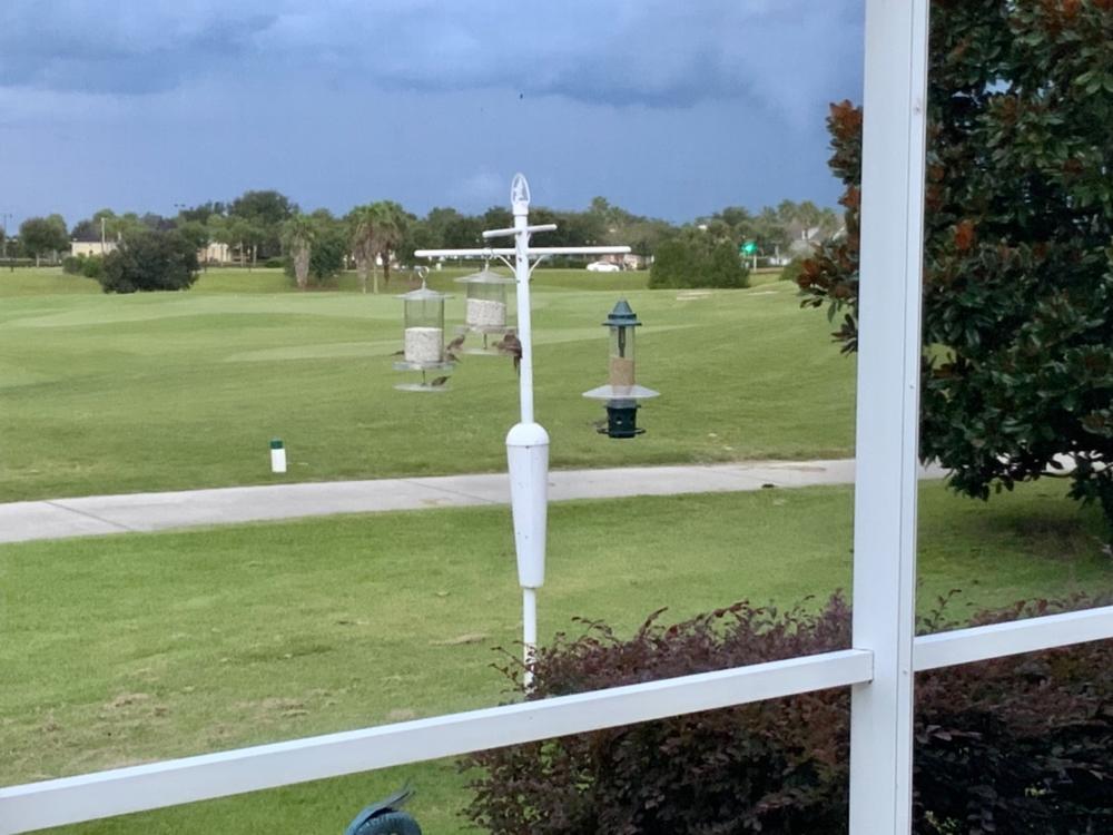 Peckish All Weather Bird Feeder | Large Bird Seed Feeder All weather bird feeder