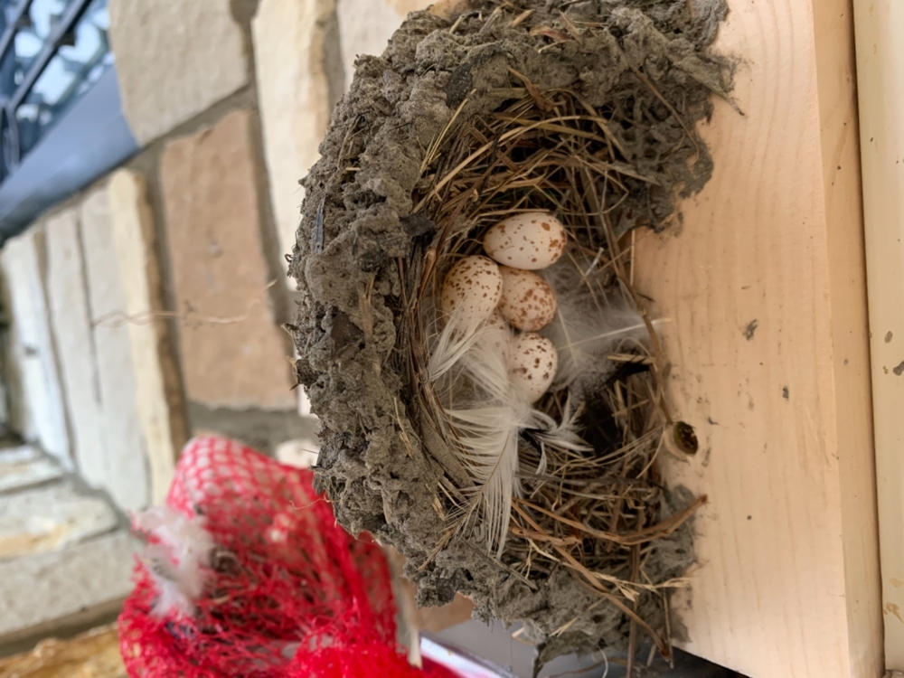 Barn Swallow Nest Cups Wood Nesting Cup Nest Cups for Barn Swallows