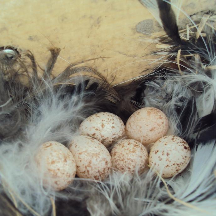 Nest Cups for Barn Swallows Set of 2 The Birdhouse Chick