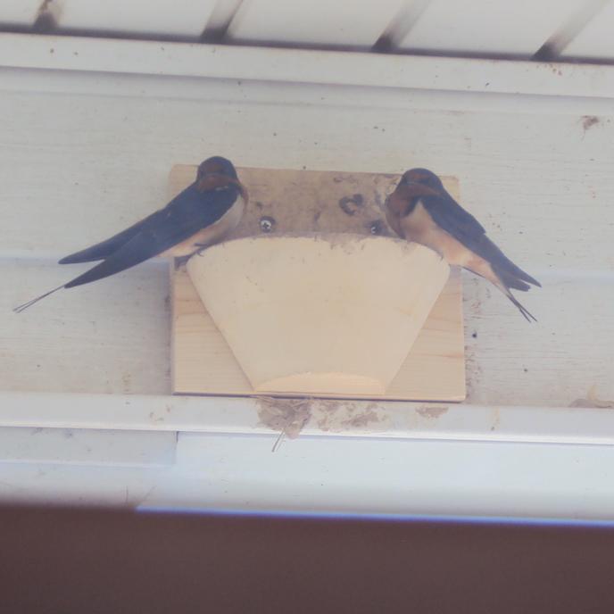 Barn Swallow Nest Cups Wood Nesting Cup Nest Cups For Barn