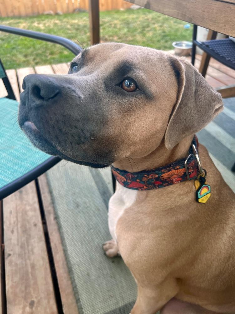 Atlanta Ga Blue Nose Pitbull Puppies Craigslist Brown Red Nose