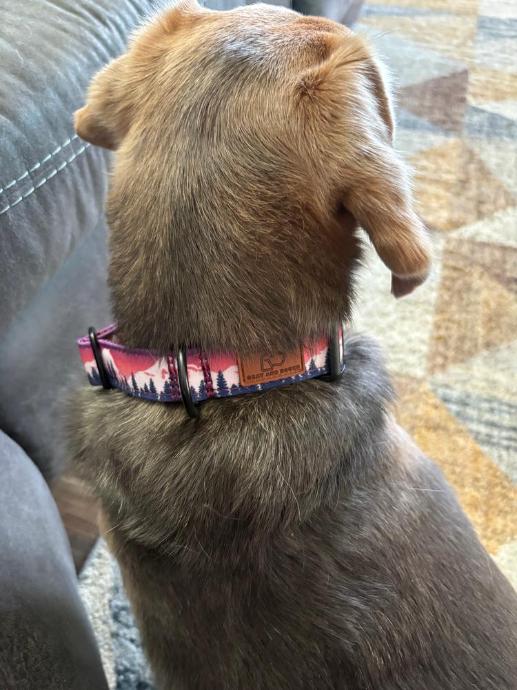 Metal Cobra Buckle Dog Collar Three Pack (choose your designs