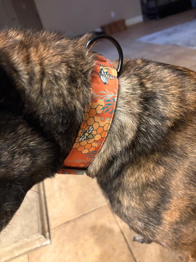 Metal Cobra Buckle Dog Collar Three Pack (choose your designs
