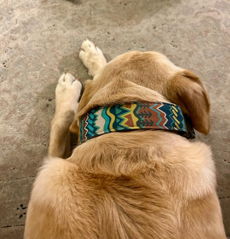 Limited Slip Dog Collar Three Pack (choose your designs