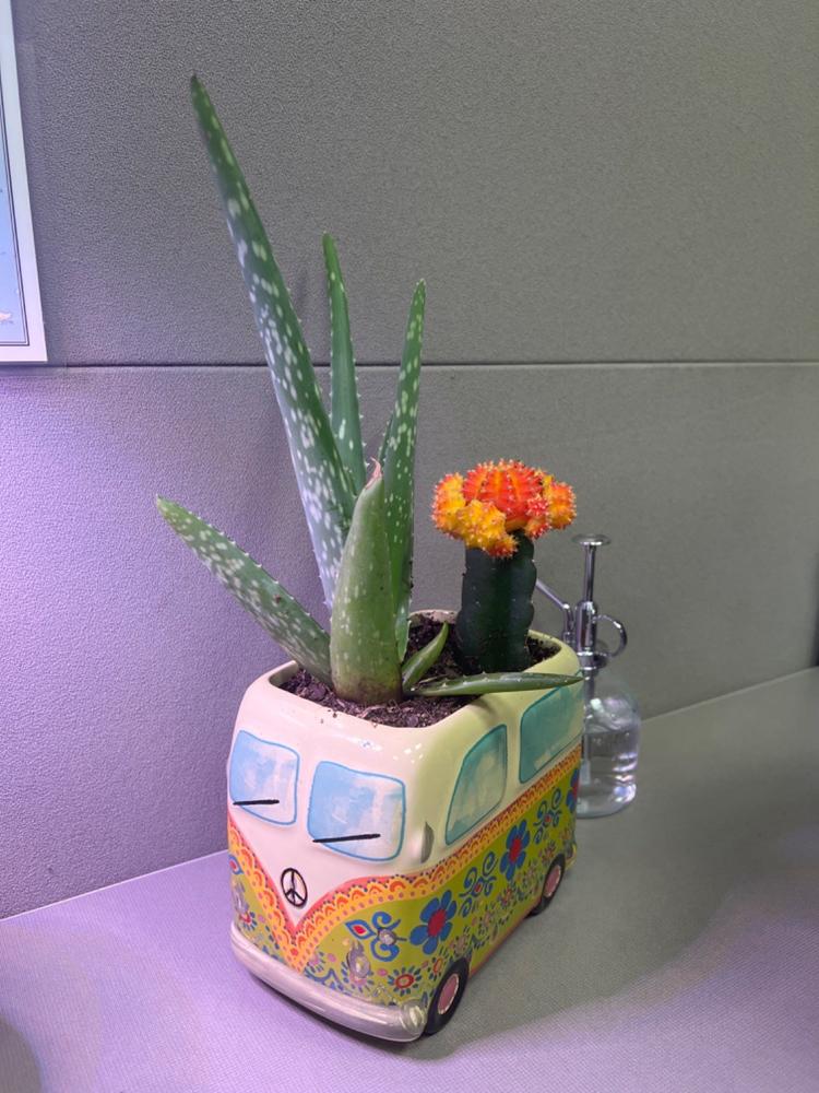 Critter Ceramic Indoor Planter - Daisy The Van - Customer Photo From Lisa Mullin