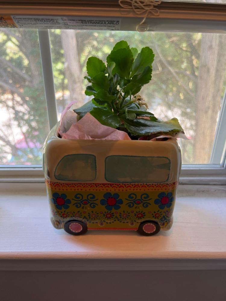 So Cute Ceramic Planter - Daisy The Van - Customer Photo From Jeannine Hurst