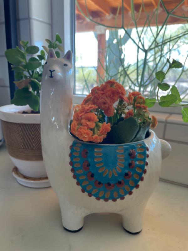 So Cute Ceramic Planter - Lesli The Llama - Customer Photo From Kristen Codianni