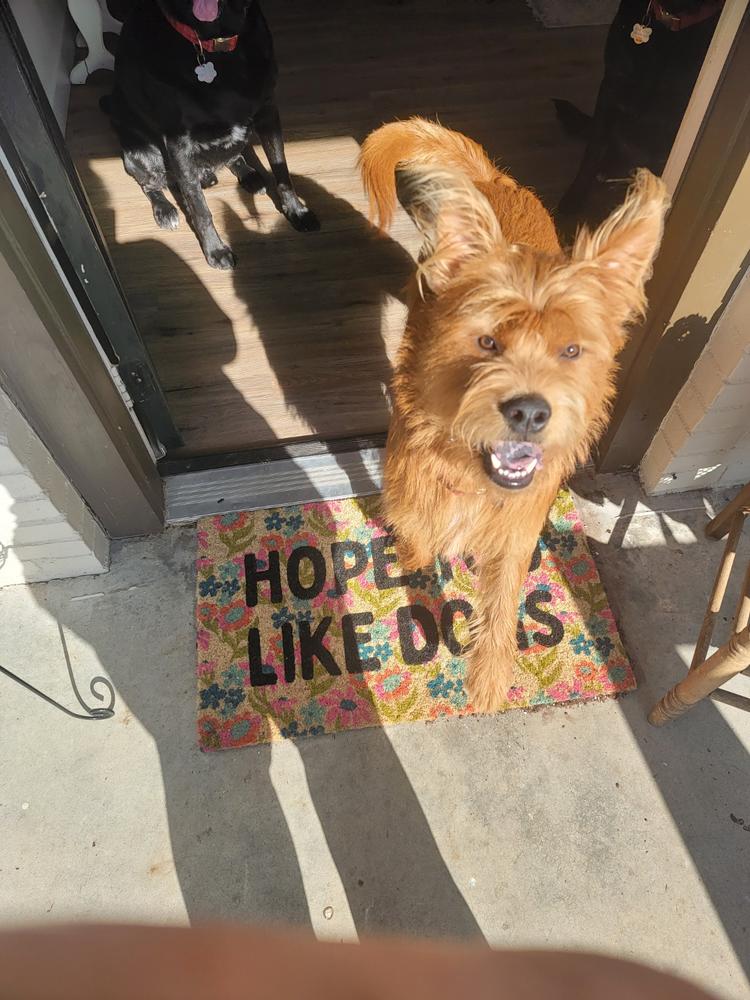 Bungalow Doormat - Dogs - Customer Photo From Dee Tilley