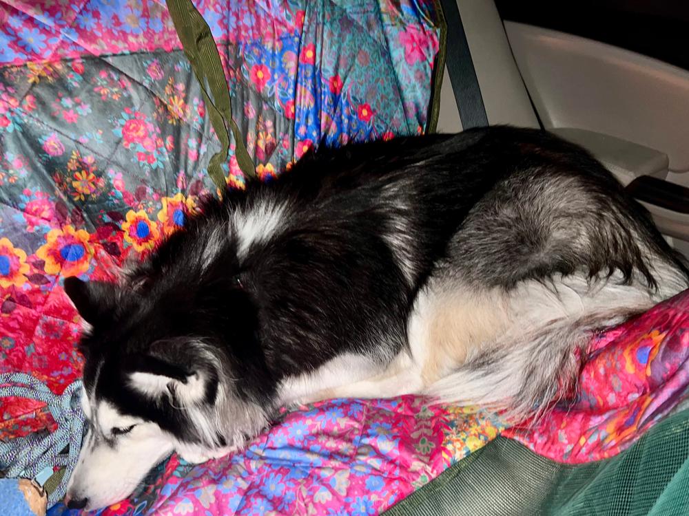 Pet Hammock Backseat Cover - Customer Photo From Gabby
