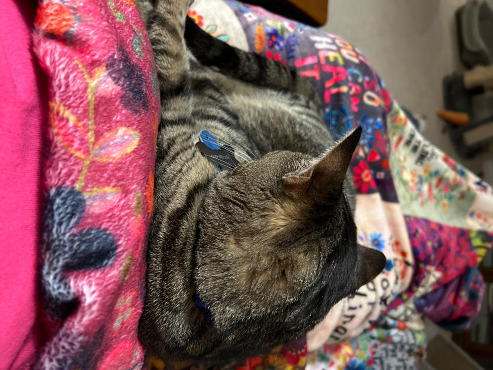 XL Double-Sided Cozy Blanket - Fearless Chirps - Customer Photo From Freida Mack
