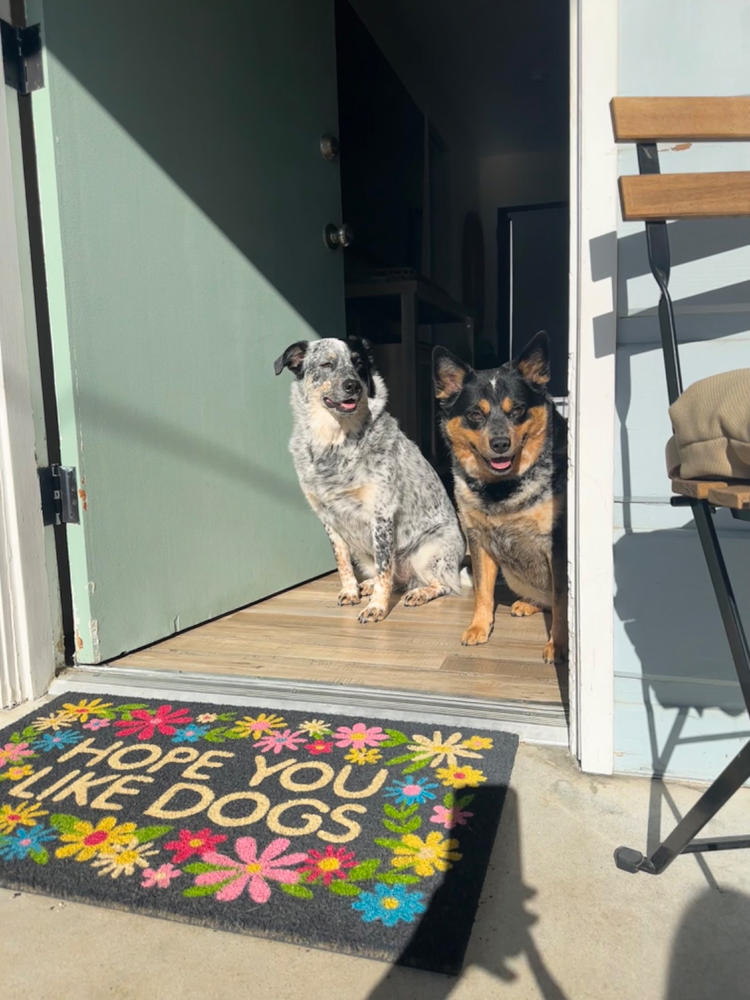 Bungalow Doormat - Like Dogs Black - Customer Photo From Emma Cavender
